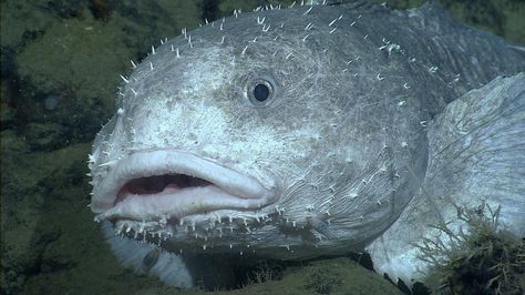 @mbari_news • A face only a mother could love? Blob sculpin (Psychrolutes phrictus) grow to about 60 cm (2 feet) long and are shaped like large, flabby tadpoles. They eat crabs, sea pens, and other small animals that live on the deep seafloor.   #faceonlyamothercouldlove #blobsculpin #deepseafish #fish #uglyface #weirdfish #deepsea #MBARI #ocean #oceanlife #sealife #ROV #Underwaterphotography #LookAtThatFace Blob Fish In Water, Blob Fish, Shoebill Stork, Slow Loris, Fox Dog, Beneath The Sea, Weird Fish, Nocturnal Animals, Deep Sea Fishing