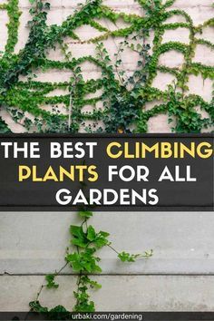 Outdoor Vines On Wall, Vine On Fence Climbing, Trellis Vines Wall, Plants To Cover Wall, Front Of House Climbing Plants, Vine Covered Wall, Wall Trellis Ideas Climbing Flowers, Outdoor Climbing Plants, Best Climbing Plants Trellis