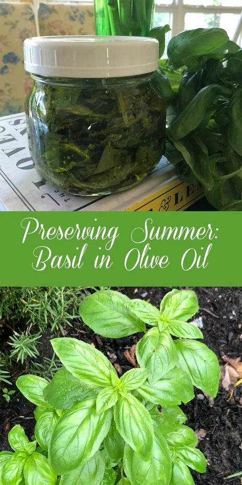 Preserving Basil Leaves In Oil, Preserving Basil In Olive Oil, Preserving Basil In Oil, Using Basil In Recipes, How To Make Basil Oil, Homemade Basil Oil, Basil Preserving Fresh Herbs, What To Do With Lots Of Fresh Basil, Saving Fresh Basil