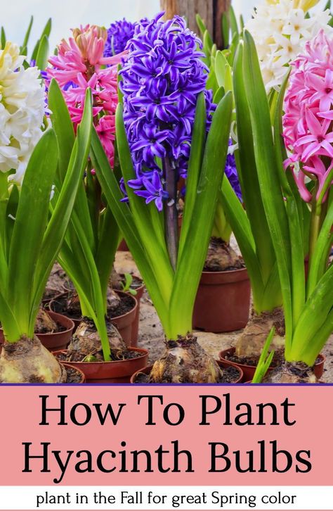 How to plant Hyacinth bulbs in the Fall for great Spring color! The secrets to success. #Hyacinth #bulbs #flowers #Spring #fertilize #planting #tips #perennial #blooms #colors #landscape #flowerbeds #Autumn #Fall #thisismygarden When To Plant Hyacinth Bulbs, Planting Hyacinth Bulbs, Fall Bulbs To Plant, Daffodils And Hyacinths, Hyacinth Landscaping, Fall Bulbs To Plant Perennials, Bulbs To Plant In Spring, Gardening Flowers Ideas, Bulbs To Plant In Fall