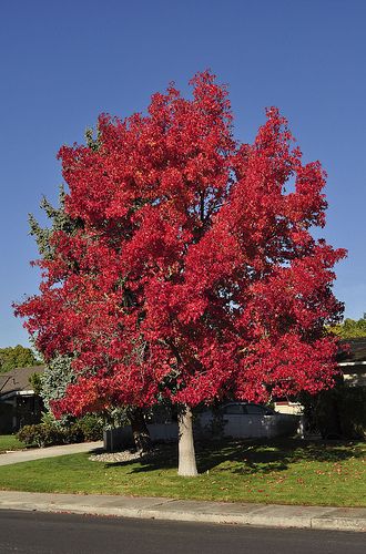 Liquid Amber Tree - Santa Clara | por MathTeacherGuy Wildlife Pond, Fall Photography Nature, Pond Garden, Amber Tree, Pretty Trees, Baobab Tree, Tree Garden, Sun Garden, Beautiful Trees