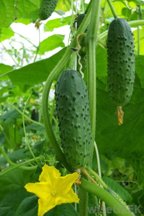 What Are the Pros and Cons of Alum for Pickling? Making Pickles, Cucumber Seedlings, Pickled Fruit, Cucumber Varieties, Greenhouse Vegetables, Cucumber Canning, Mini Cucumbers, Cucumber Plant, Cucumber Seeds