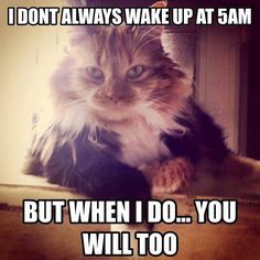 . Cute Cat Photos, Funny Cat Photos, Cats Rule, Cat Mama, Cute Cats Photos, Cat Photos, I Don't Always, Cute Cat Gif, Cat Quotes