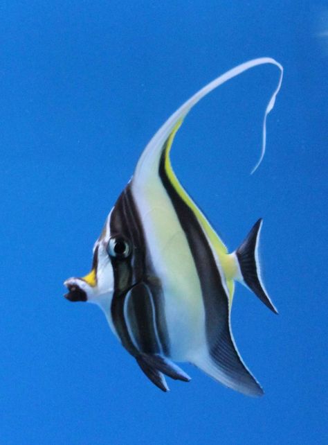 Moorish Idol Fish, Free Pinterest Course, Moorish Idol, Fish Species, Marine Fish, Underwater Creatures, Aquatic Animals, Angel Fish, Australian Animals