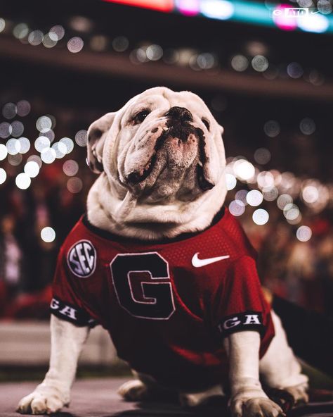 Georgia Football on Instagram: “One proud pupper⠀ #ATD #GeorgiaFootball” Georgia Wallpaper, Georgia Bulldog Mascot, Sports Collage, Bulldog Wallpaper, Georgia Bulldawgs, Myles Munroe, Football Girl, Uga Football, Uga Bulldogs