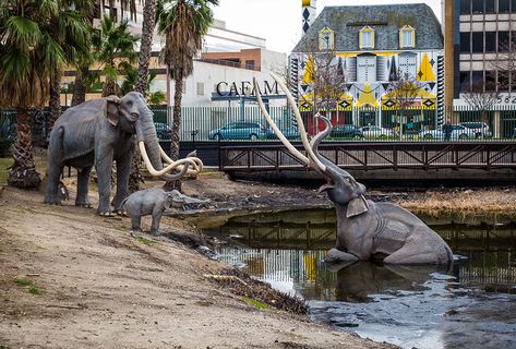 Extinct Plants, La Brea Tar Pits, Ground Sloth, California Attractions, La Brea, Human Skeleton, Big Cities, Rental Car, Heritage Museum