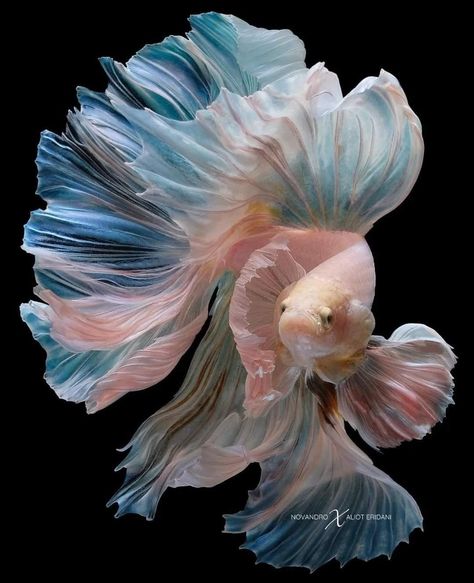 Creaturi Mitice, Pretty Fish, Výtvarné Reference, Beautiful Sea Creatures, Pretty Animals, Beautiful Fish, Ocean Creatures, Marine Animals, Fish Art