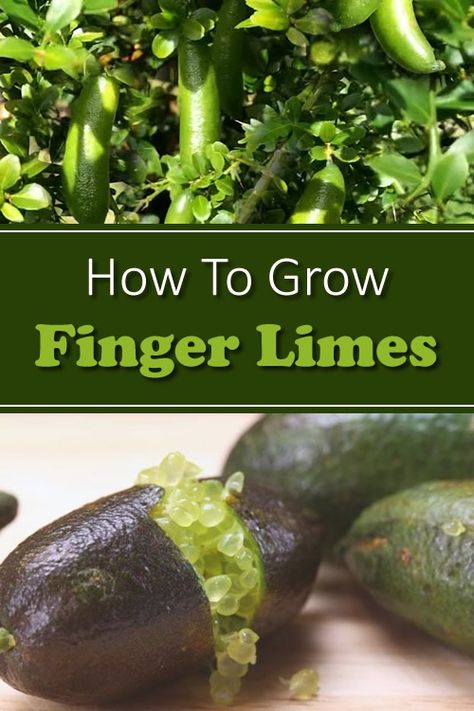 Growing Limes, Growing Lemons, Finger Limes, Homestead Lifestyle, Caviar Lime, Food Forest Garden, Citrus Plant, Australian Native Garden, Finger Lime