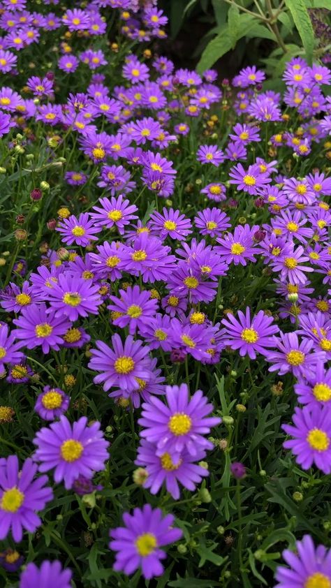 'Delight Dark Mauve' (Brachyscome x multifida) 🌸 [Video] | Flowers perennials, Purple flowers garden, Beautiful flowers garden Garden Videos Ideas, Video Flower, How To Grow Plants, Garden Video, Purple Flowers Garden, Aster Flower, Flower Purple, Purple Garden, Flowers Blooming