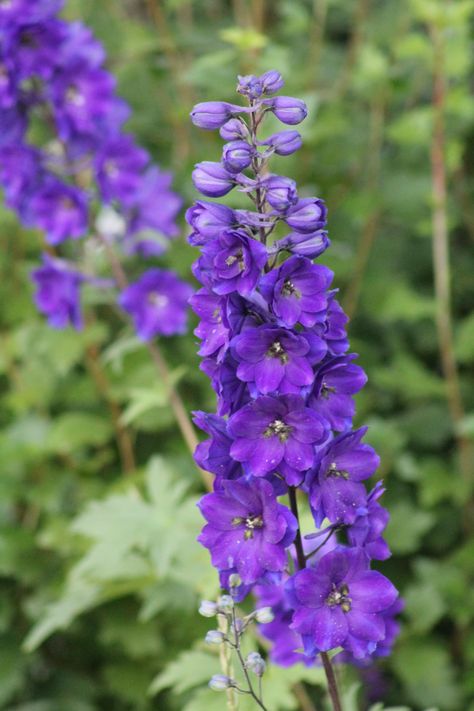 Delphinium Purple, Purple Delphinium, Coffin Spray, Warm Spring, Purple Velvet, Delphinium, Purple Glass, Dark Purple, Deep Purple