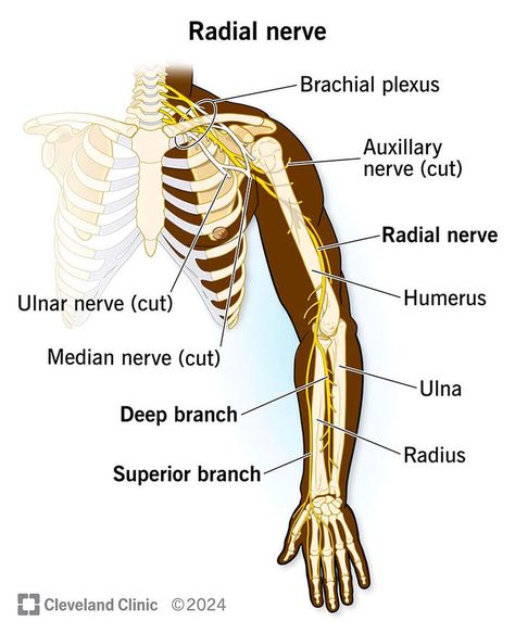 Your radial nerve takes a winding path from your lower armpit to some of your fingers. It allows you to move muscles and feel skin sensations in certain parts of your upper arm, forearm, wrist and hand. Like other peripheral nerves in your body, your radial nerve can become damaged, causing symptoms like pain and muscle weakness. Radial Nerve, Winding Path, Peripheral Nerve, Muscle Weakness, Nerve, Muscles