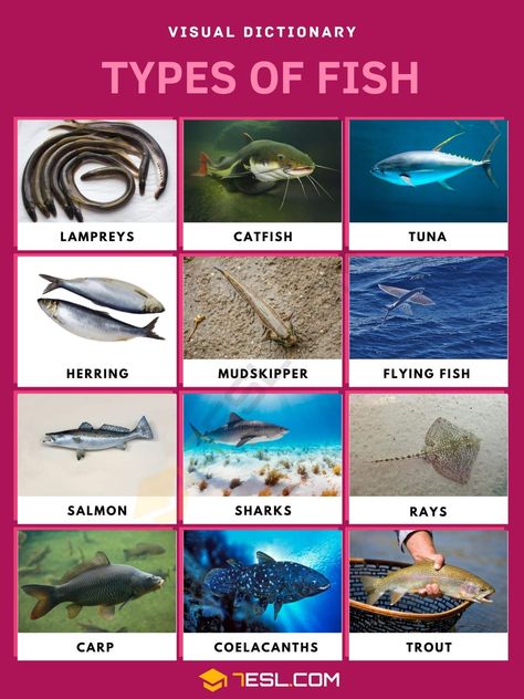 Fish Names, Animals Name In English, Animal Infographic, Hammerhead Sharks, Fish List, Visual Dictionary, Bull Shark, Different Fish, Salt Water Fish