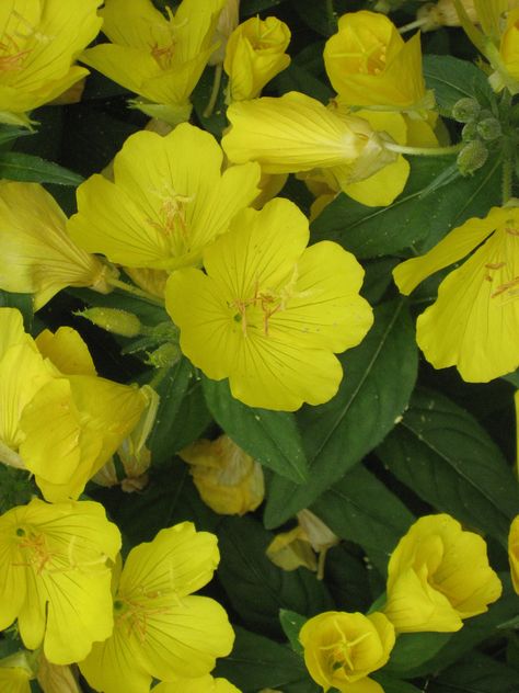 Evening Primrose - brought them from our old house - 38 years ago - still going strong.  very reliable Dream Dog, Evening Primrose, Garden Flowers, Old House, Mood Board, Iphone Wallpaper, Art Inspiration, Bring It On, Plants