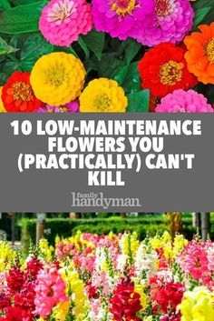 Low Maintenance Flowers, Bar Mini, Tanaman Pot, Cut Flower Garden, Low Maintenance Garden, Garden Backyard, Outdoor Flowers, Garden Yard Ideas, Low Maintenance Plants