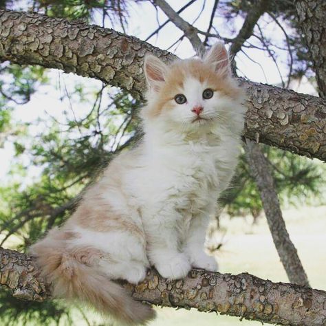 Norwegian Forest Cat kitten Norweigen Forest Cat Kittens, Norwegian Forest Cat White, Norwegian Forest Cat Kitten, Cats Reference, Norwegian Forest Kittens, Norway Forest, Norwegian Cat, Wc Ideas, Red Cats