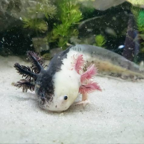 Axolotl Images, Axolotl Care, Axolotl Tank, Axolotl Cute, Tattoo Nature, Photographie Portrait Inspiration, Aquatic Animals, Silly Animals, Animal Sketches