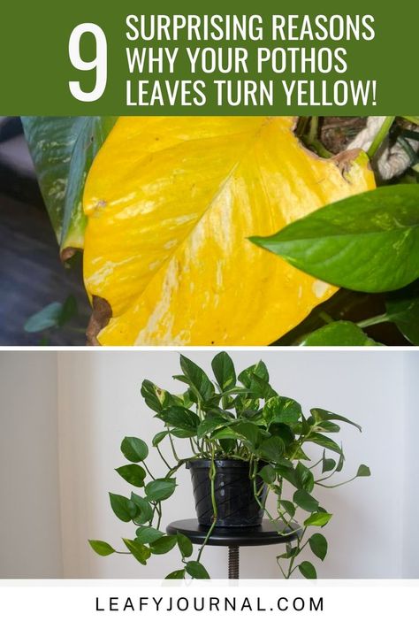 Why Is My Pothos Turning Yellow, Yellow Leaves On Pothos, Pothos Turning Yellow, Pothos Yellow Leaves, Yellow Plant Leaves, Yellowing Leaves On Plants, Repotting Pothos Plant, Plant Leaves Problems, Pothos Leaves Turning Yellow