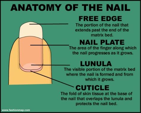 anatomy of the nail Nail Notes, Nail Tech School, Nail Room Ideas, Opal Nails, Nail Courses, Cosmetology School, Nail Room, School Nails, Tech School