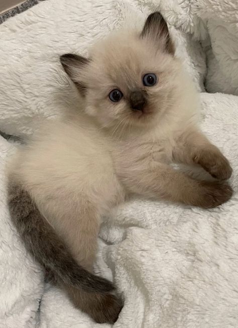 Kitten Cuddling With Human, Really Fluffy Cat, Gatti Cute, White Cats Aesthetic, Cute White Kittens, Cat Types, White Fluffy Cat, Burmese Cats, Teacup Kitten