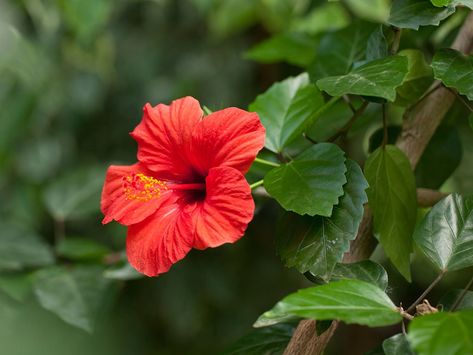 Eight of the unique, beautiful, and lush tree varieties native to Hawaii. Chinese Hibiscus, Hibiscus Leaf, Common Garden Plants, Ti Plant, Flower Drawings, Plant Medicine, Best Perennials, Plant Diseases, Hibiscus Flower