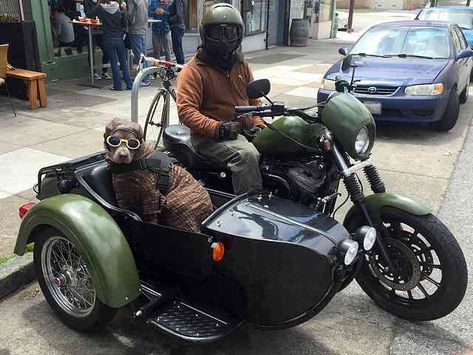 Dog in Motorcycle Sidecar Sidecar Motorcycle, Motorcycle Sidecar, Best Motorcycle, Motorcycle Photography, Motorcycle Garage, Alfa Romeo Cars, Foose, Bmw Series, Bmw Motorcycles