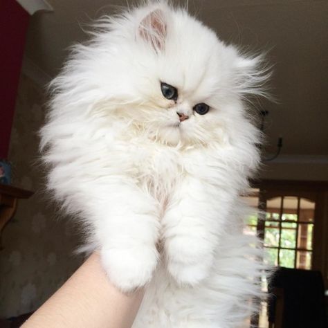 Your beacon of hope. | 23 Pictures Of Kittens To Remind You That Good Things Exist Fluffy White Cat, Gatto Carino, Cele Mai Drăguțe Animale, Haiwan Lucu, Fluffy Kittens, Söt Katt, Persian Kittens, Long Haired Cats, Chinchillas