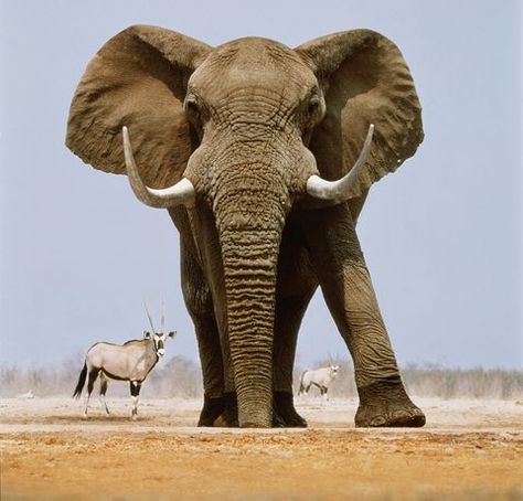 African elephant and gemsboks, Namibia (Digital Composite) Bull Elephant, Elephant Photography, Elephant Images, Elephant Pictures, Elephants Photos, Baby Elefant, Elephant Drawing, Asian Elephant, Elephant Tattoos