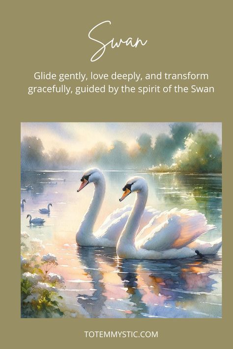 The spiritual meaning of a swan is all about grace, beauty and love. Lacking love? Learn all about the swan as power animal or totem. Swan Spiritual Meaning, Swan Spirit Animal Meaning, Swan Spirit Animal, Swan Symbolism, Swan Meaning, Swan Beauty, Spiritual Animals, Spirit In The Sky, Swan Quotes