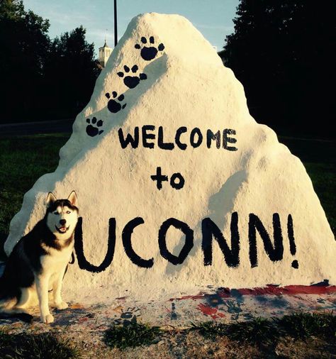 University Of Connecticut Aesthetic, Uconn Dorm, Uconn Aesthetic, Wnba Aesthetic, Connecticut Aesthetic, Basketball Aesthetic, Uconn Basketball, Uconn Womens Basketball, Dream Collage