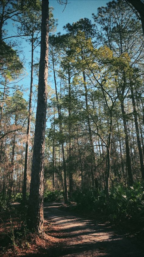 Florida trees Florida Forest, Florida Countryside, Florida Woods, Florida Fall Aesthetic, Florida Nature, Florida Trees, Pine Trees Forest, Earth Surface, Forest Path