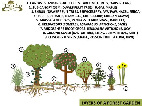 Forest Garden design, a great way to incorporate design and trees Uses Of Trees, Food Forest Design, Permaculture Design Course, Food Forest Garden, Tropical Countries, Permaculture Gardening, Permaculture Design, Tree Canopy, Food Forest