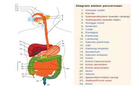 organ sistem pencernaan manusia.docx Organ Pencernaan Manusia, Organ Pencernaan, Sistem Pencernaan, Drawing Practice, Technical Drawing, Study Notes, Ipa, For Free