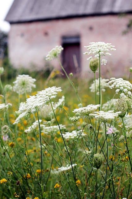 Queen Anne's Lace grew in abundance, and we happily collected them for fancy parasols for our dolls and Barbies. Flower Scapes, Perennial Gardens, Queen Anne's Lace Flowers, Flower Identification, Daucus Carota, Wild Country, Queen Anne's Lace, Nice Colors, Wildflower Garden