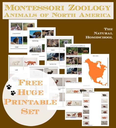 Animals Of North America, Montessori Zoology, Montessori Science, Montessori Geography, Montessori Printables, North American Animals, Montessori Lessons, Homeschool Geography, Homeschool Freebies