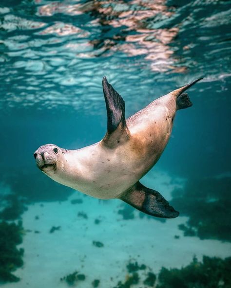 Ocean Life Photography, Lion Photography, Lion Illustration, Sea Life Art, Underwater Animals, Manatees, Water Animals, Ocean Wallpaper, Aquatic Animals