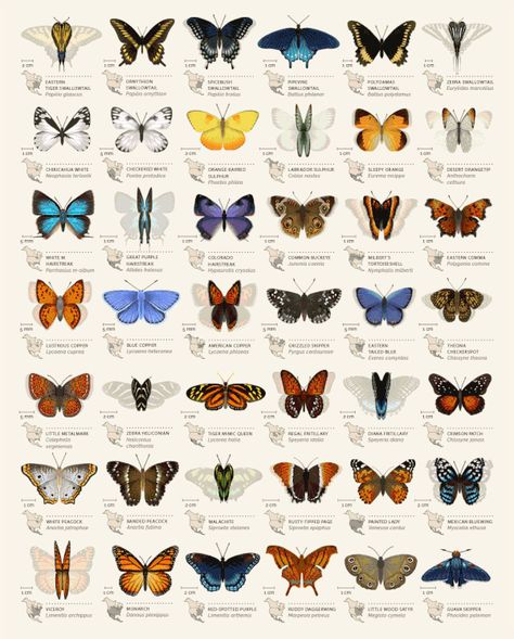 Butterfly Identification Chart on Student Show Types Of Butterflies, Different Types, North America, Butterflies