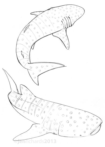 Back Sketch, Whale Shark Tattoo, Zoo Ideas, Shark Drawing, Drawn Fish, Ocean Tattoos, Shark Art, Drawing Animals, Shark Tattoos