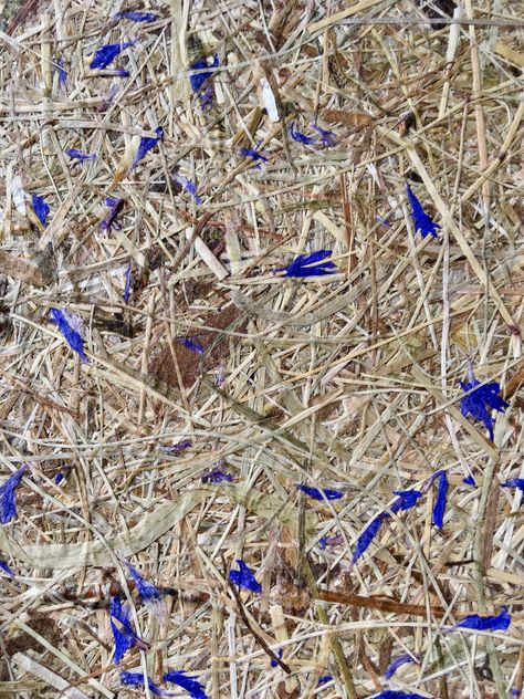 Organoid material samples, alpine hay with lavender and cornflower blossoms Nest Furniture, Material Samples, Textiles Sketchbook, Furniture Board, Metal Texture, Furniture Details, Painted Floors, Acoustic Panels, Interior Projects