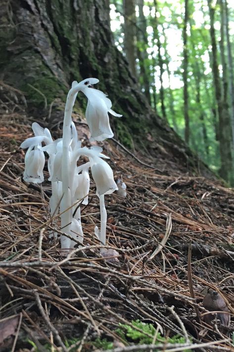 Indian Pipe Plant, Monotropa Uniflora, Alchemy Illustration, Ghost Flowers, Fantasy Vintage, Kitchen Mosaic, Compass Rose Tattoo, Ghost Plant, Woodland Plants