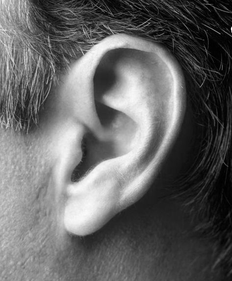 Ear References Photo, Human Ear Reference, Ear Study Reference, Ear References Photography, Ear Close Up, Ears Reference Photography, Ear References Drawing, Ear Art Reference, Ear Reference Photo