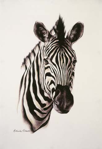 Zebra Oil Painting, African Animal Drawings, Zebra Tattoo Ideas, Zebra Carpet, Zebra Tattoo, Zebra Portrait, African Animals Photography, Zebra Skin Rug, Zebra Tattoos