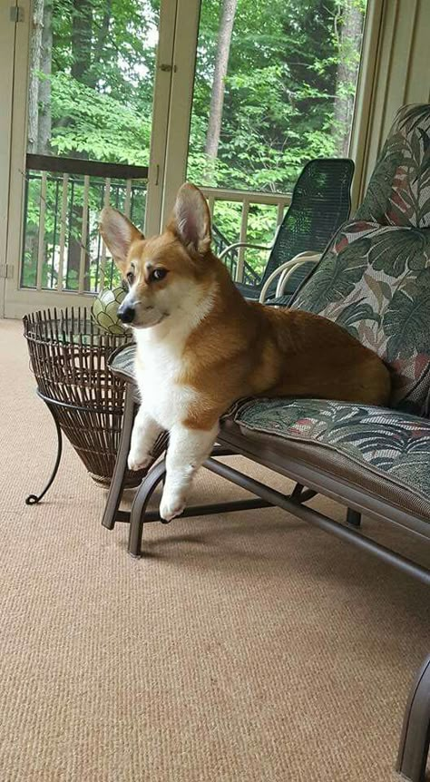 Velcí Psi, Cute Corgi Puppy, Corgi Pictures, Corgi Funny, Corgi Puppy, Cute Corgi, Pembroke Welsh Corgi, Corgi Dog, Welsh Corgi