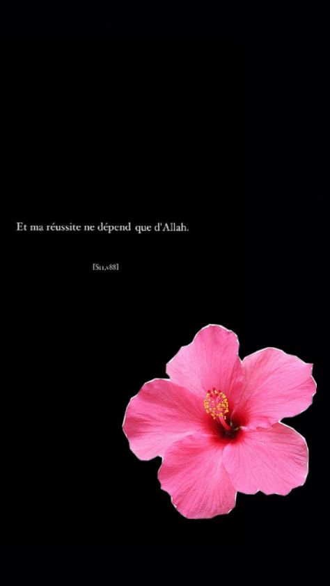 Iphone Wallpaper Bright, Big Box Braids, Learn Islam, Islam Facts, Hibiscus Flowers, Pretty Quotes, Glow Up?, Islamic Quotes, Peace And Love