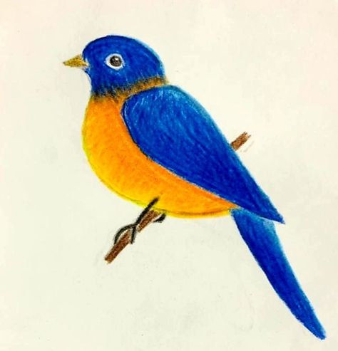 Pencil Colour Art Drawings Easy, Peacock Drawing Simple, Pencil Colours Art Drawings, Jute Painting, Bird Rangoli, Bird Drawing For Kids, Simple Bird Drawing, Drawing Pictures For Kids, Easy Scenery