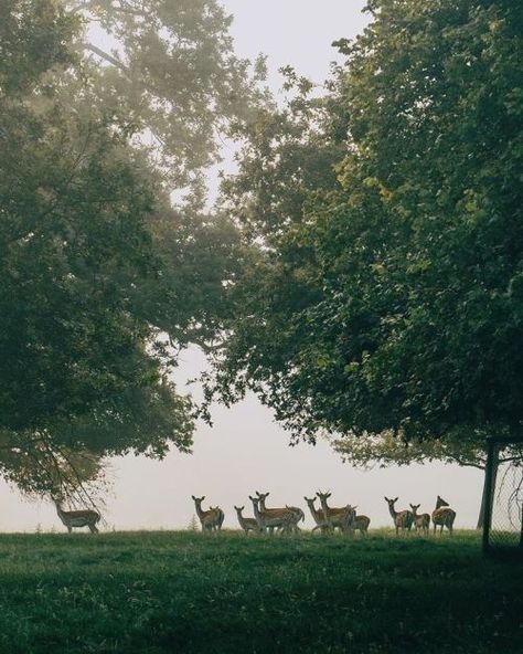 delta-breezes: Daniel Casson | @dpc_photography_ Delta Breezes, Sunday Kind Of Love, Carolina Blue, Terms Of Service, Dolores Park, Deer, Photography, Travel