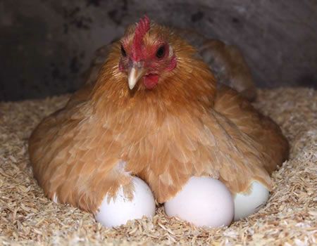 Leadership lesson from a mother hen - Tribune Online Best Laying Chickens, Barred Rock, Best Egg Laying Chickens, Hatching Chicks, Prosthetic Leg, Leadership Lessons, Oh Dear, Silver Lace, Chicken Eggs