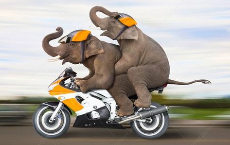 Couple Riding Motorcycle, Elephant Couple, Elephant Riding, Two Elephants, Childhood Memories Art, Riding A Motorcycle, Greeting Card Image, Funny Happy Birthday Wishes, Elephant Ride