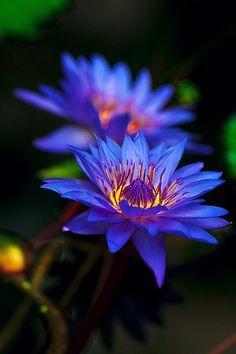 Blue Lotus on Pinterest Tattoo Lotus, Blue Lotus Flower, Lily Lotus, Blue Lily, Water Lilly, Flowers Tattoo, Back Ground, Blue Lotus, Aquatic Plants