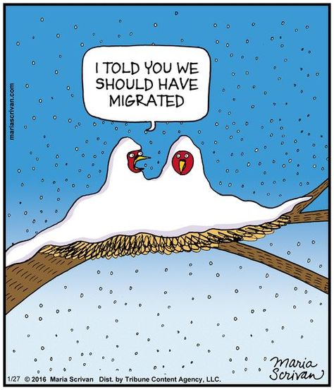 Cold Humor, Cold Weather Funny, Cold Weather Quotes, Winter Jokes, Funny Christmas Cartoons, Winter Humor, Snow Humor, Hate Winter, Weather Quotes