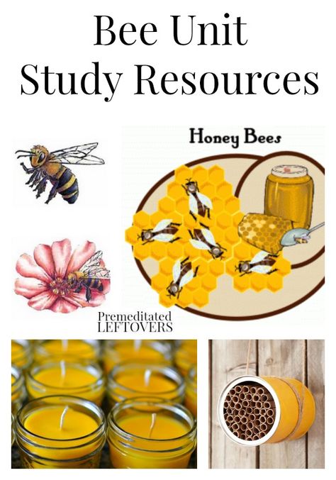 Bee Unit Study Resources including books about bees, bee crafts, educational bee videos, bee printables and bee lapbooks, and more bee resources. Tree Unit Study, Books About Trees, Bee Unit Study, Bee Education, Tree Unit, Insect Unit, Homeschool Nature Study, Bee Activities, Bee Printables